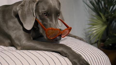 Dog Rocking Stylish Sunglasses with Confidence