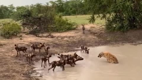 African Wild Buffalo Defies Predators in Epic Showdown - Buffalo vs Lion, Komodo!