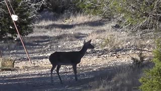 DEER HUNT Compilation 2 Of 2. From The First 5 Years On The Ranch