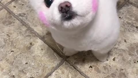 Cute doll-looking dog