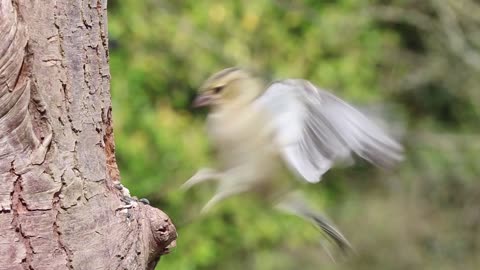 Searching for beautiful bird food