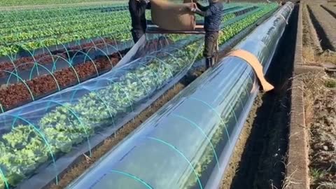 modern farming system in japan, beautiful, clean and fertile😍