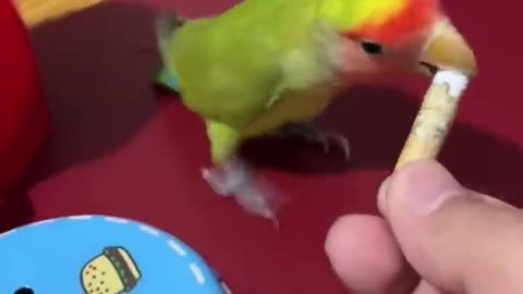 OMG!🦜Smart Parrots Video (2022) Baby Animals Video 2022| Amazing Parrot Video#trainingbird💥