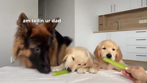 German Shepherd Reviews Food With Puppies