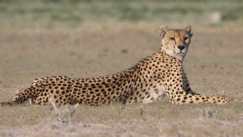 Cheetah looking around in the savanna