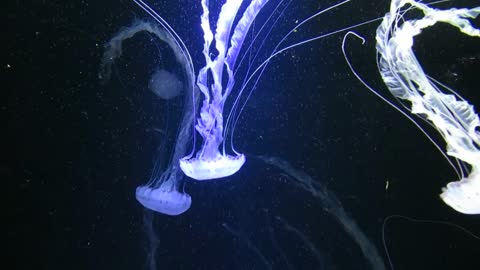 jellyfish glow in the water