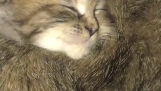 little cat sleeping peacefully