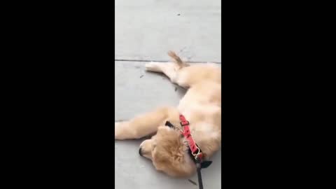 Tired sleepy dog