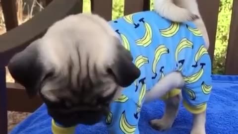 Funniest and Cutest Pug Dog Videos Compilation 2020