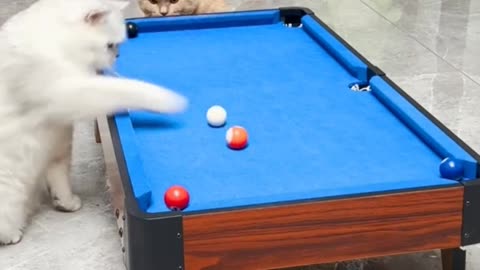 Cat's playing amazing pool 😱😱