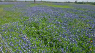 Texas Wildflowers 3/21/2023