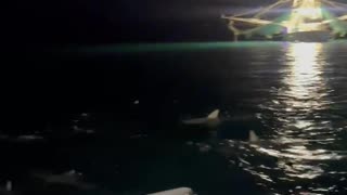 Shark Frenzy Off Key West