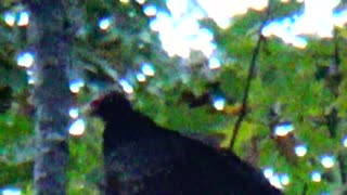 Turkey Vulture