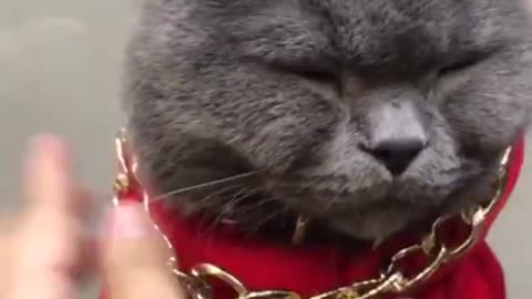 The hip-hop cat is beautiful now