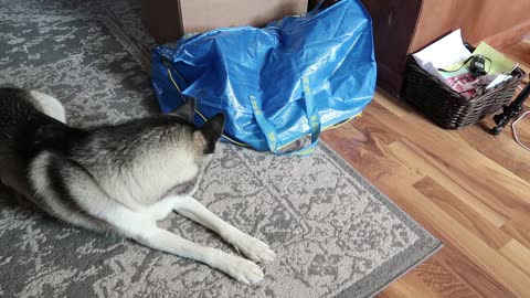 Cat Surprises Husky!