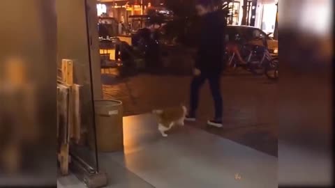 cute cat imitating michael jackson