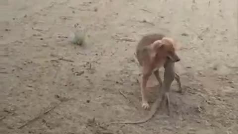 dog and little lizard fight