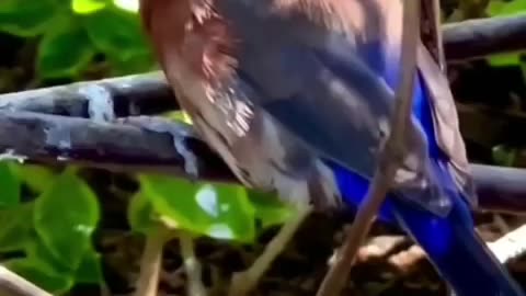 Cute Beautiful Birds 😍 Part-02