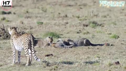 cheetah cubes play with a gazelle-before a paboon teals it’s