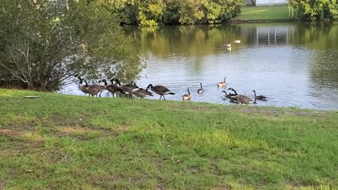 Late Afternoon with the Geese and the Ducks