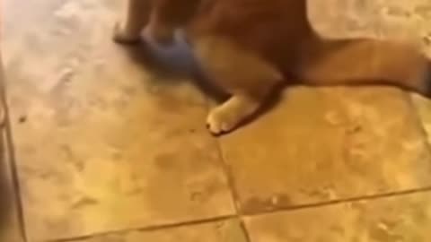 Cat trained by tyson