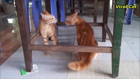 Cats Fighting and Meowing - These Two are Bloody Brothers _ Viral Cat