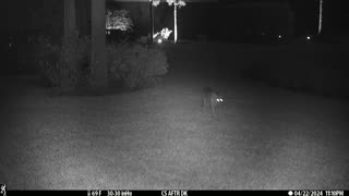 Bobcat passing through yard