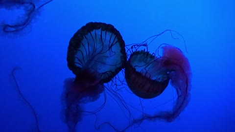Luminous Jellyfish
