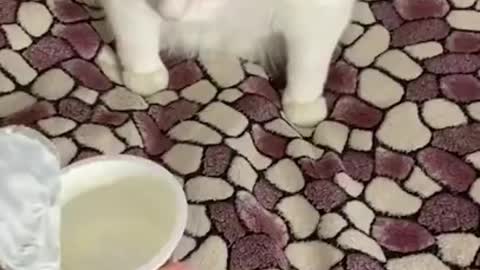 Funny Videos | funny cat face