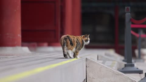 A pied cat licking its PAWS