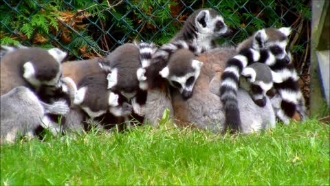 A group of ring-tailed Lemurs huddled together at a zoo.