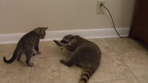 The little raccoon is hungry