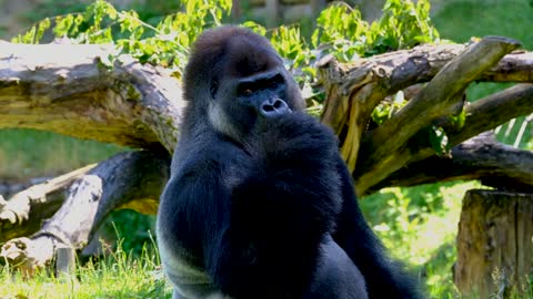 Silver Back Gorilla is Upset by Mosquitoes | Funny 4K Video