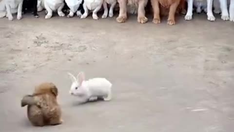 😍Rabbit And cat 🐈 fight and other dogs see