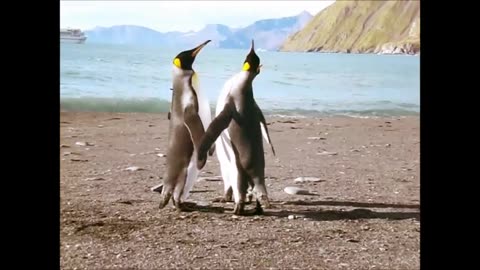 Funny Penguin Fight