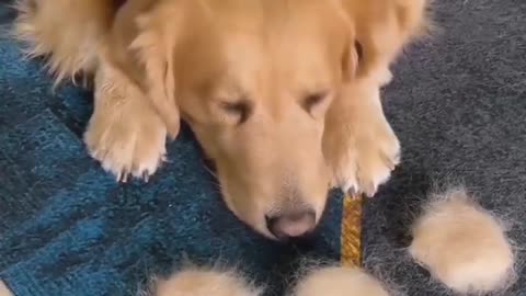 ASMR Dog far cleaning 🐶#asmr #trending