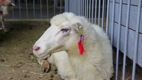 White sheep in cage