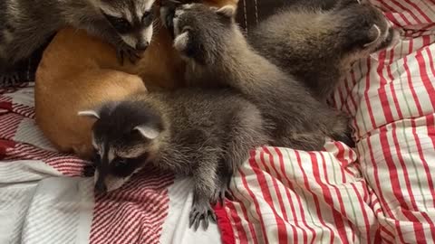 Dog Cuddles With Baby Raccoons
