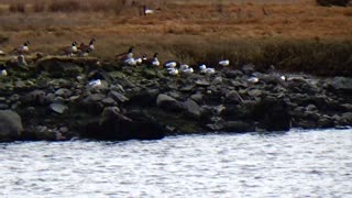 Canada Geese and Seagulls