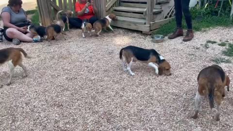 400 Beagles rescued from a research lab didn't Fauci do atrocities to beagles?