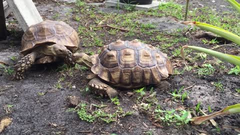 Tortoise eating poo, is it okay?-12