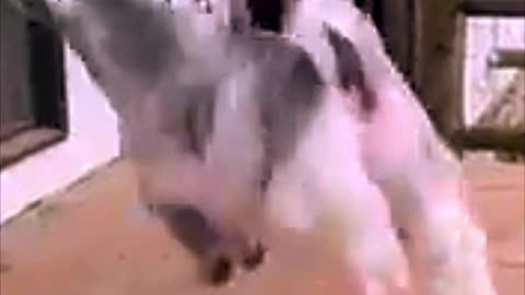 Goat Pushes Another Goat Off Platform & Starts Dancing