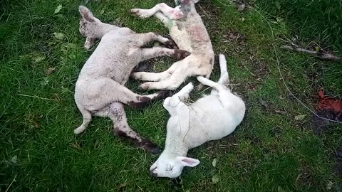 Dogs kill sheep and lambs. 5th April 2024.