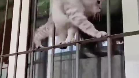 😹Funny Cats Won't Let You Down🥰 _ Animals LOL Moments #funnyanimals #funnycats #shorts