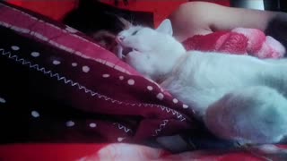 Cat Wants to Keep Sleeping