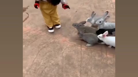 rabbits and cute baby