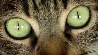 Cats' Killer Senses