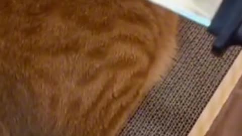 Cute cats video compilation 111