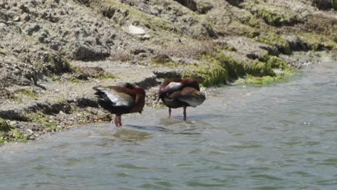 Black-bellied Whistling Ducks Bathing: June 4, 2024