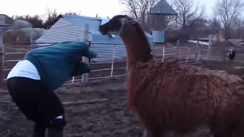 unexpected animal attack human video